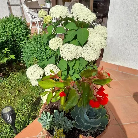 Appartman Iva Apartment Porec